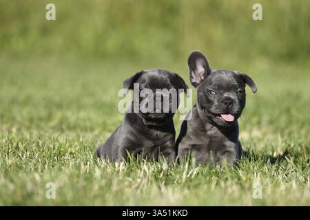 Französische Bulldogge Welpen Stockfoto