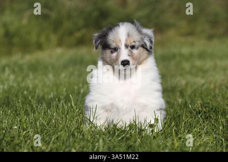 Amerikanische Collie Welpen Stockfoto
