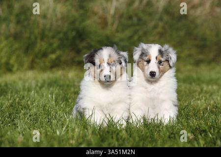 American Collie Welpen Stockfoto
