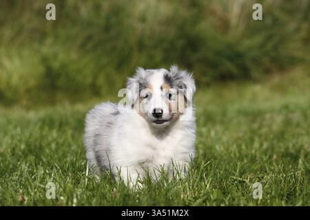 Amerikanische Collie Welpen Stockfoto