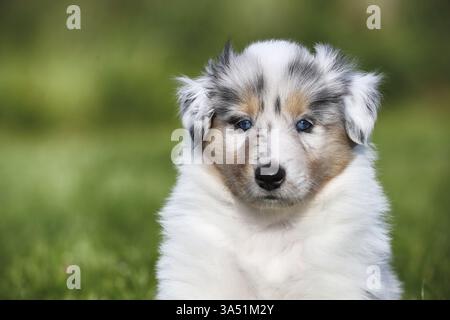 Amerikanische Collie Welpen Stockfoto