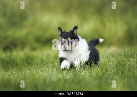 Amerikanische Collie Welpen Stockfoto
