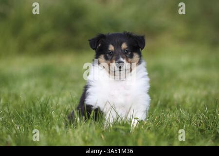 Amerikanische Collie Welpen Stockfoto