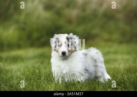 Amerikanische Collie Welpen Stockfoto