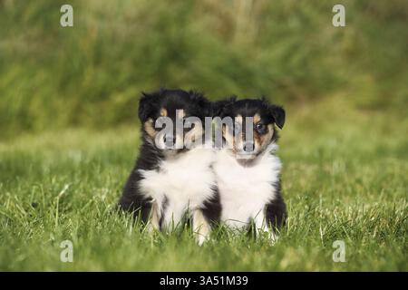 American Collie Welpen Stockfoto