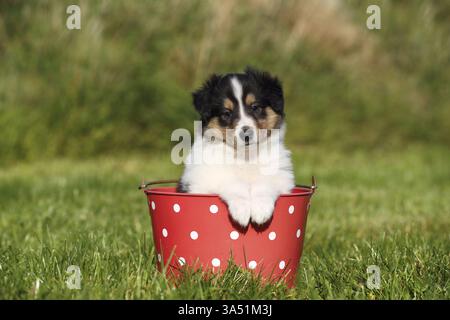 Amerikanische Collie Welpen Stockfoto