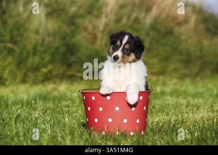 Amerikanische Collie Welpen Stockfoto