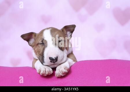 Miniatur-Stier-Terrier-Welpe Stockfoto