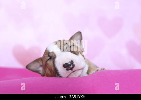 Miniatur-Stier-Terrier-Welpe Stockfoto
