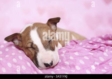 Miniatur-Stier-Terrier-Welpe Stockfoto