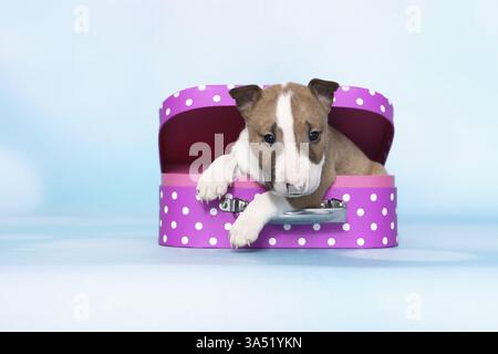 Miniatur-Stier-Terrier-Welpe Stockfoto