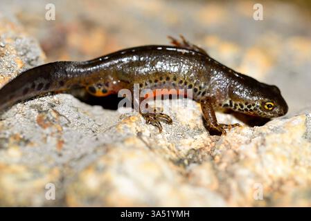 Alpenmolch (Ichthyosaura alpestris) in Peñalara, Madrid, Spanien Stockfoto