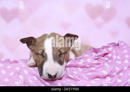 Miniatur-Stier-Terrier-Welpe Stockfoto