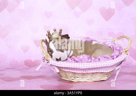 Miniatur-Stier-Terrier-Welpe Stockfoto