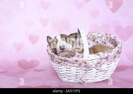 Miniatur-Stier-Terrier-Welpe Stockfoto