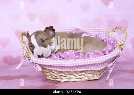 Miniatur-Stier-Terrier-Welpe Stockfoto