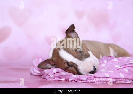 Miniatur-Stier-Terrier-Welpe Stockfoto