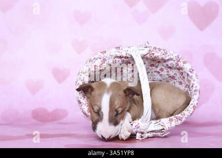 Miniatur-Stier-Terrier-Welpe Stockfoto