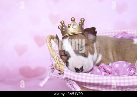Miniatur-Stier-Terrier-Welpe Stockfoto