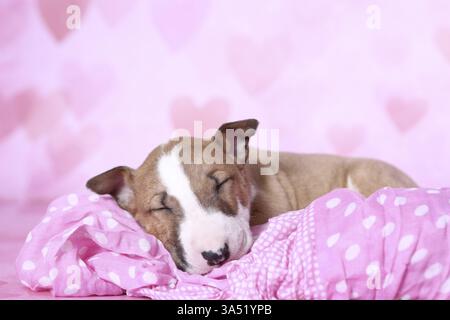 Miniatur-Stier-Terrier-Welpe Stockfoto