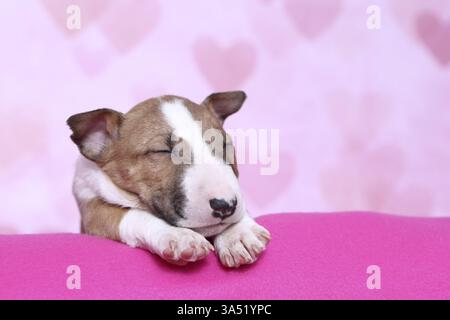 Miniatur-Stier-Terrier-Welpe Stockfoto