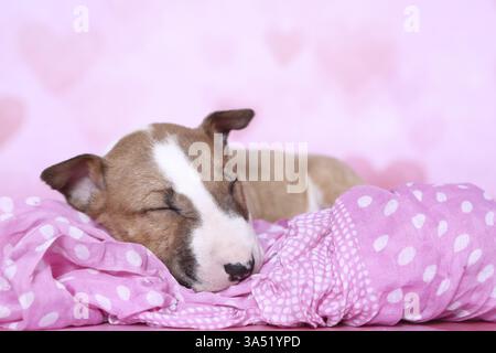 Miniatur-Stier-Terrier-Welpe Stockfoto