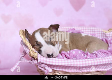 Miniatur-Stier-Terrier-Welpe Stockfoto