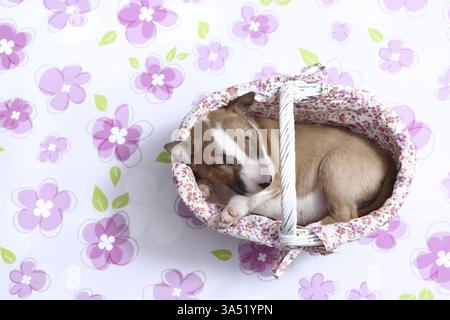 Miniatur-Stier-Terrier-Welpe Stockfoto