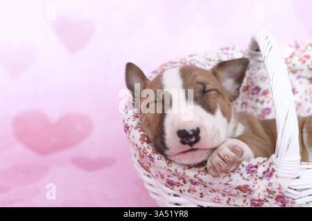 Miniatur-Stier-Terrier-Welpe Stockfoto