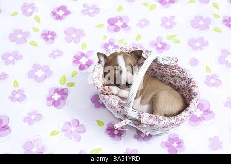 Miniatur-Stier-Terrier-Welpe Stockfoto