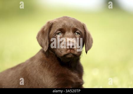 Labrador Retriever Welpen Stockfoto