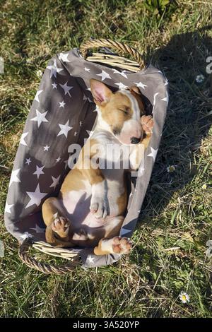 Miniatur-Stier-Terrier-Welpe Stockfoto