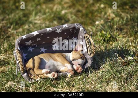 Miniatur-Stier-Terrier-Welpe Stockfoto