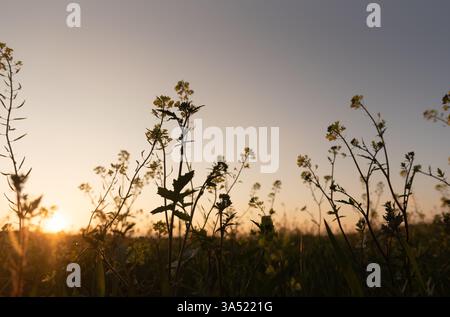 Wildblumen wachsen während eines wunderschönen Sonnenuntergangs auf einem Feld und schaffen Silhouetten vor dem farbenfrohen Himmel Stockfoto