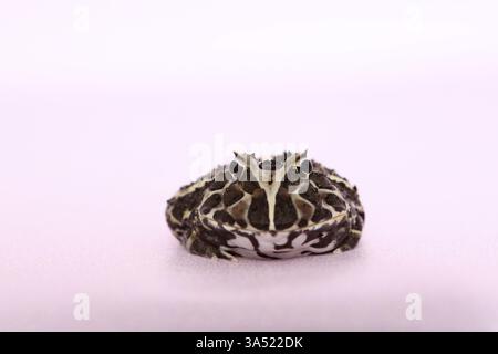 Argentinische horned Frog Stockfoto