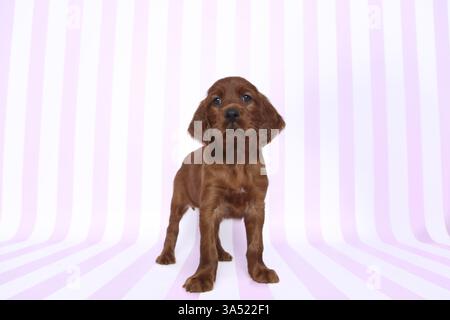 Irish Red Setter Welpen Stockfoto