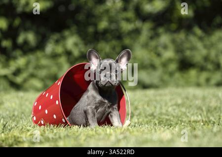 Französische Bulldogge Welpen Stockfoto
