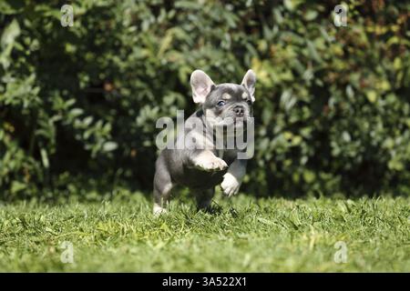 Französische Bulldogge Welpen Stockfoto