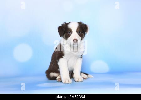 Border-Collie-Welpen Stockfoto