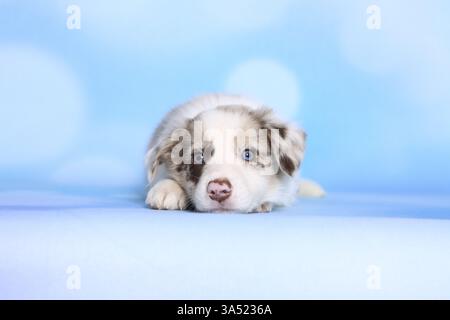 Border-Collie-Welpen Stockfoto
