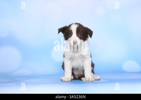 Border-Collie-Welpen Stockfoto