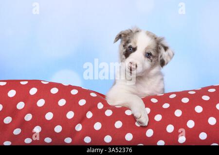 Border-Collie-Welpen Stockfoto