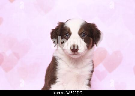 Border-Collie-Welpen Stockfoto