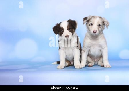 Border-Collie-Welpen Stockfoto