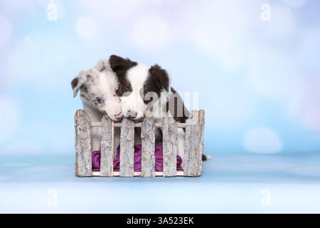 Border-Collie-Welpen Stockfoto