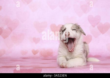 Border-Collie-Welpen Stockfoto