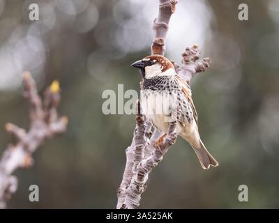 Ein männlicher spanischer Spatzen oder Weidenspatzen, Passer hispaniolensis, sitzt auf einem Baum. Stockfoto