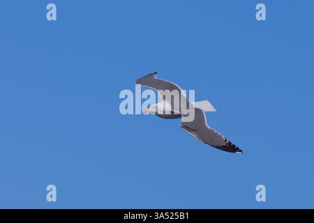 Eine Gelbbeinmöwe, Larus michahellis, im Flug mit blauem Himmel im Hintergrund. Stockfoto