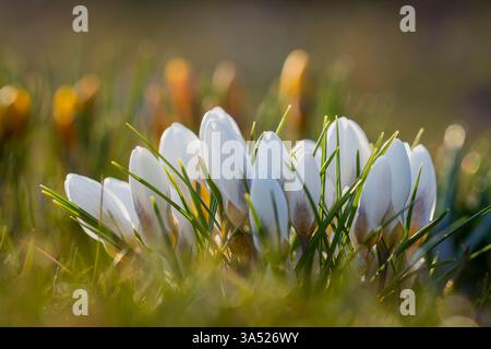 Weiße geschlossene Krokusblüten im Frühjahr auf einer Wiese. Abstrakter floraler Hintergrund, weiße Krokusblüten. Hintergrund mit Makroblumen für Markendesign. Stockfoto