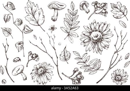 Herbstbeeren Physalis, Archaebeere, vogelblätter, Ahorn, Birke, russula-Pilze, Rudbeckia blüht Äste und Marienkäfer. Aquarell Stock Vektor